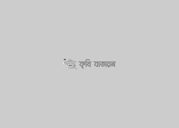 সফলভাবে বোরো ধান ঘরে তুলতে পারলে খাদ্যের কোন সংকট হবে না: কৃষিমন্ত্রী